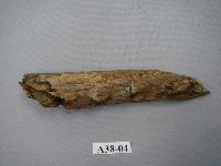 藏品(馬來長吻鱷下顎骨化石)的圖片